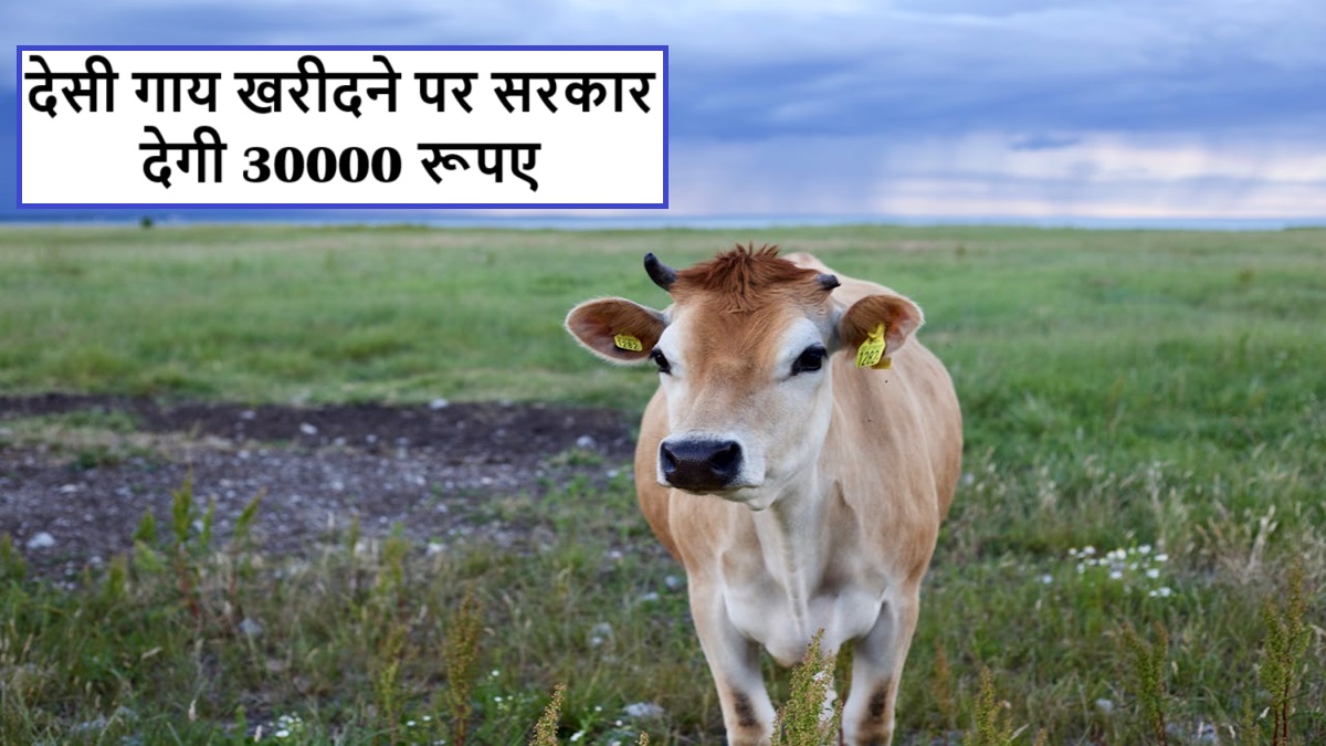 Haryana Desi Cow Subsidy